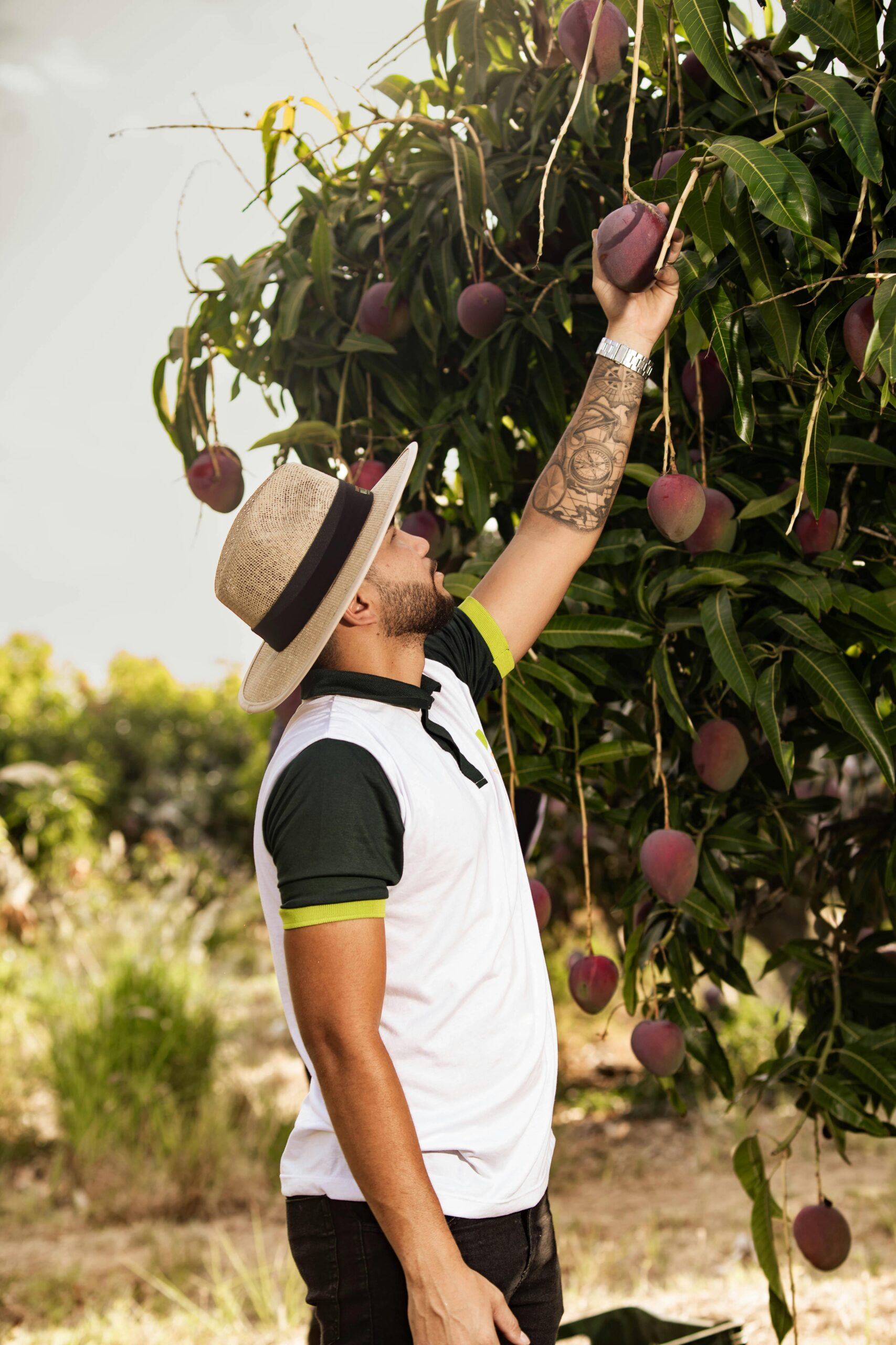 praca przy zbieraniu owoców, mężczyzna zbiera owoce